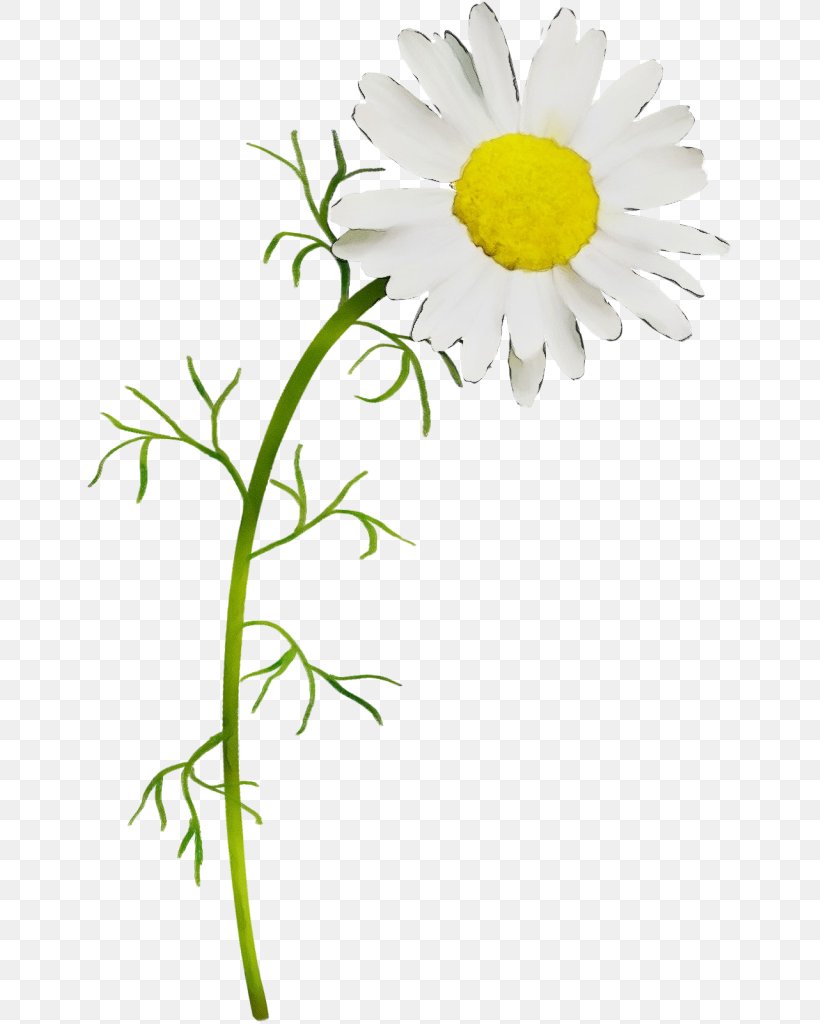 Chamomile Clip Art Common Daisy Flower, PNG, 649x1024px, Chamomile, Botany, Camomile, Chamaemelum Nobile, Chrysanthemum Download Free