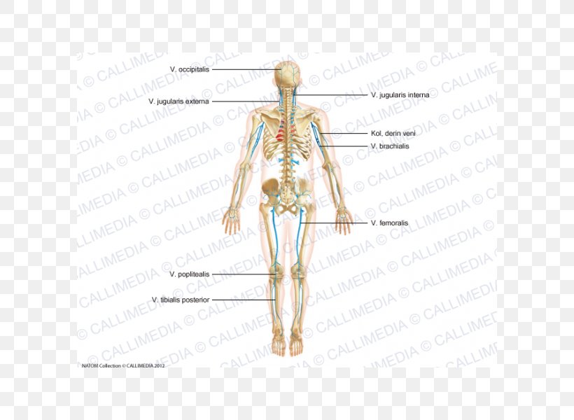 Homo Sapiens Artery Shoulder Anatomy Human Body, PNG, 600x600px, Watercolor, Cartoon, Flower, Frame, Heart Download Free