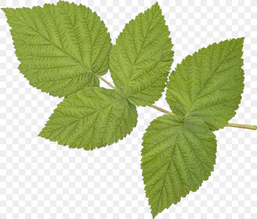 Leaf Plant Slippery Elm Flower Tree, PNG, 1600x1365px, Cartoon, Elm, Flower, Flowering Plant, Herb Download Free