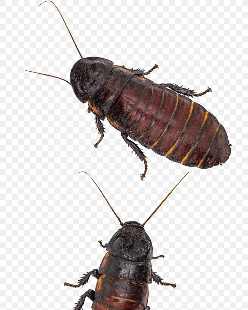 Madagascar Hissing Cockroach Insect, PNG, 1114x1393px, Cockroach, Arthropod, Drawing, Insect, Invertebrate Download Free