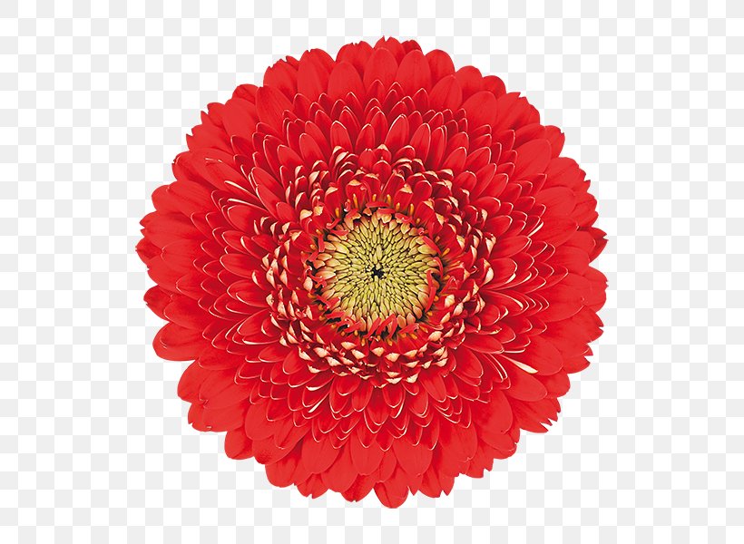 Transvaal Daisy Common Daisy Flower Red Clip Art, PNG, 600x600px, Transvaal Daisy, Annual Plant, Can Stock Photo, Chrysanths, Common Daisy Download Free
