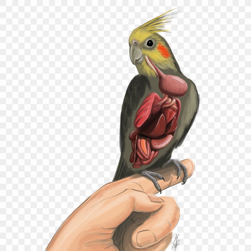 Bird Cockatiel Parrot Budgerigar Clip Art, PNG, 2400x2400px, Bird, Animal, Atlantic Canary, Beak, Budgerigar Download Free