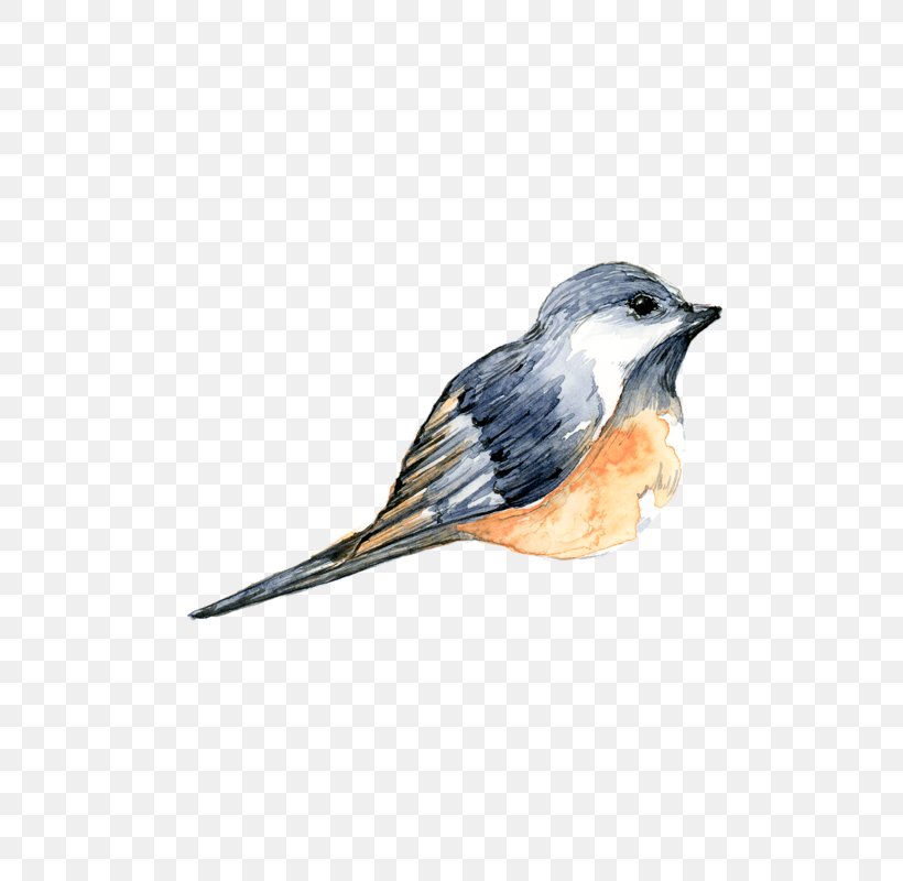 Bird Watercolor Painting Clip Art, PNG, 800x800px, Bird, Art, Beak, Bluebird, Chickadee Download Free