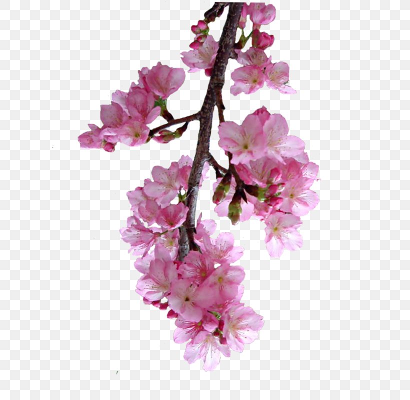 Cherry Blossom Prunus Petal Cut Flowers, PNG, 667x800px, Blossom, Branch, Cherry, Cherry Blossom, Cut Flowers Download Free