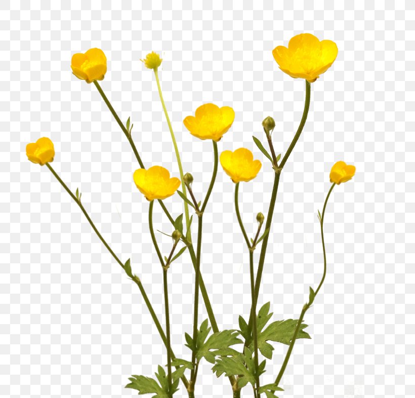 Flower Plant Buttercup Desktop Wallpaper Anemone Coronaria, PNG, 786x786px, Flower, Anemone, Anemone Coronaria, Bud, Buttercup Download Free