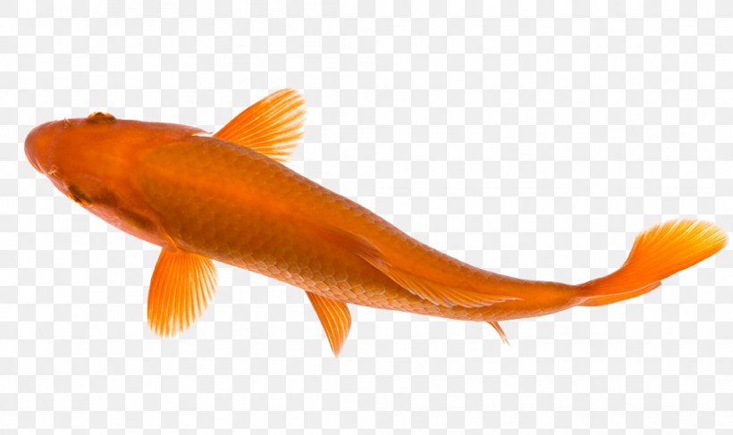 Goldfish Koi Pond Carp, PNG, 995x592px, Goldfish, Bony Fish, Carp, Common Carp, Fauna Download Free