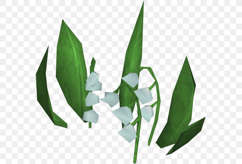 Lily Of The Valley Leaf, PNG, 577x557px, Lily Of The Valley, Flower, Grass, Image Resolution, Leaf Download Free