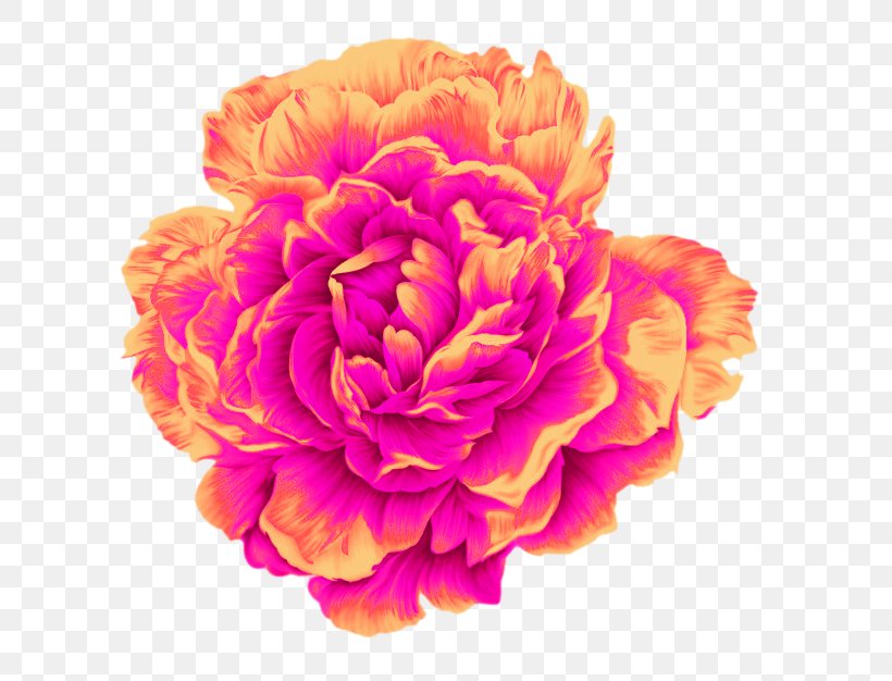 Moutan Peony Poster, PNG, 650x626px, Moutan Peony, Advertising, Carnation, Cdr, Cut Flowers Download Free