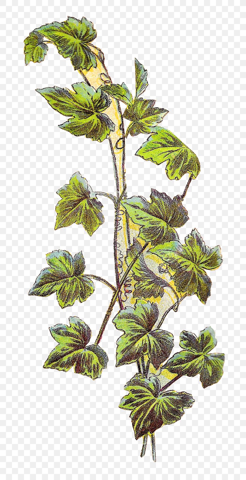 Plant Grapevines Clip Art, PNG, 794x1600px, Plant, Art, Botanical Illustration, Botany, Branch Download Free