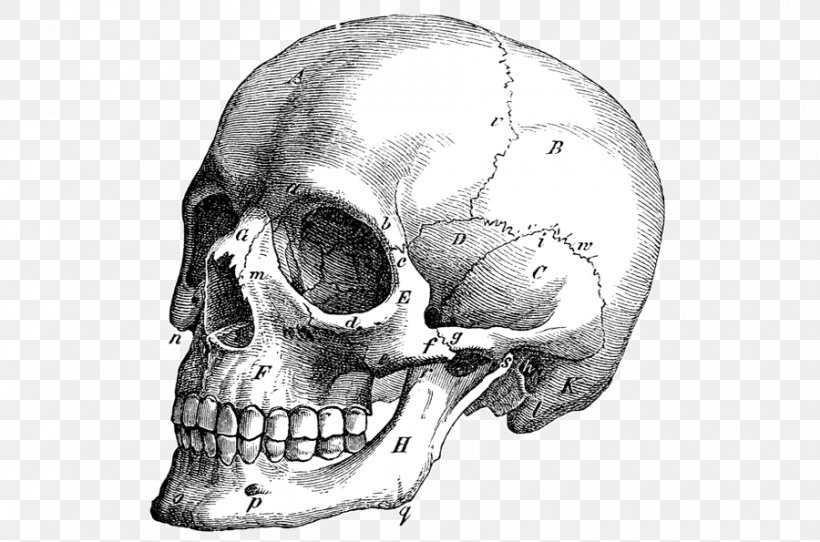Skull Vector Graphics Illustration Drawing Anatomy, PNG, 900x595px, Skull, Anatomy, Black And White, Bone, Diagram Download Free