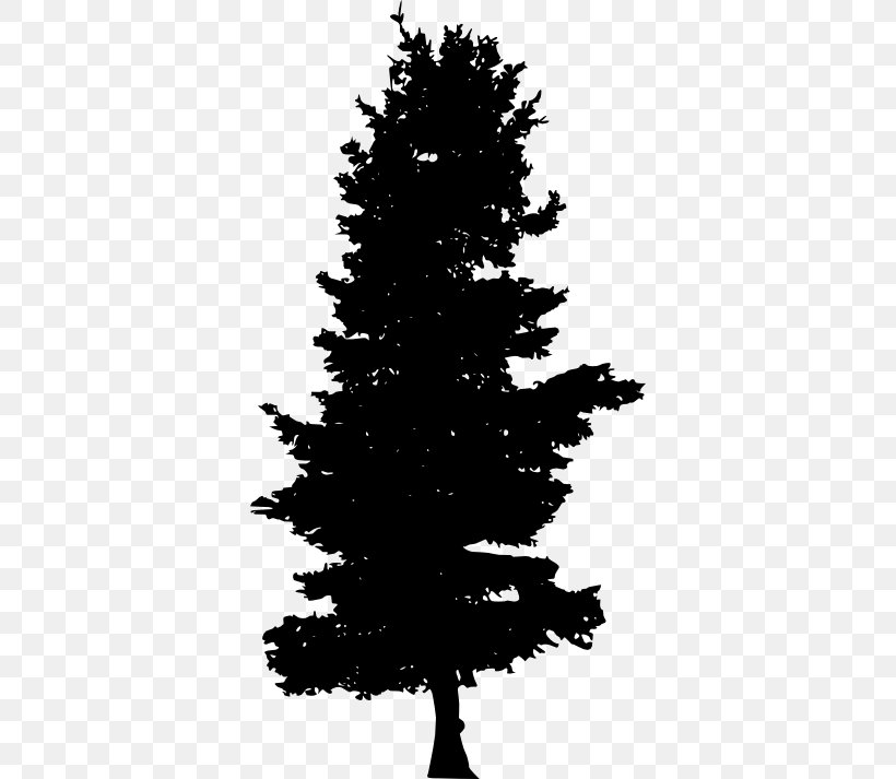 Spruce Pine Fir Evergreen, PNG, 362x713px, Spruce, Black And White, Branch, Christmas Day, Christmas Decoration Download Free