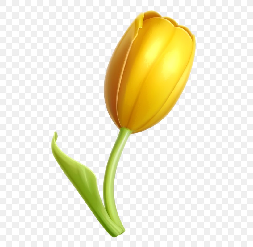 Tulip Flower Clip Art, PNG, 538x800px, Tulip, Cartoon, Cdr, Drawing, Flower Download Free