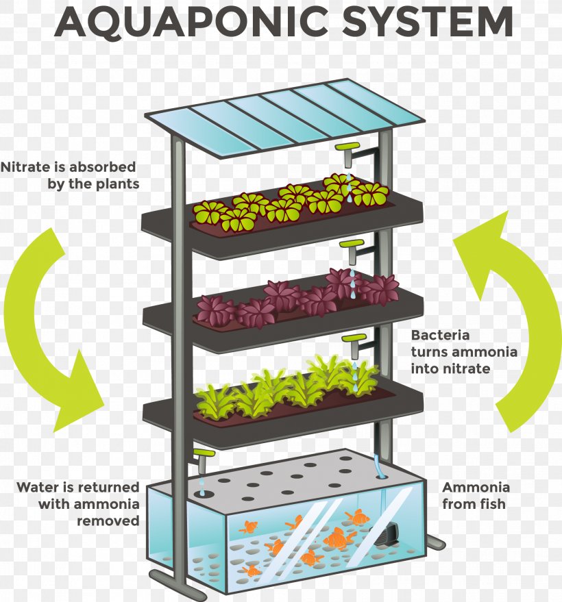 Aquaponics Hydroponics Agriculture System Aquaculture, PNG, 2007x2152px, Aquaponics, Aeration, Agriculture, Aquaculture, Farm Download Free