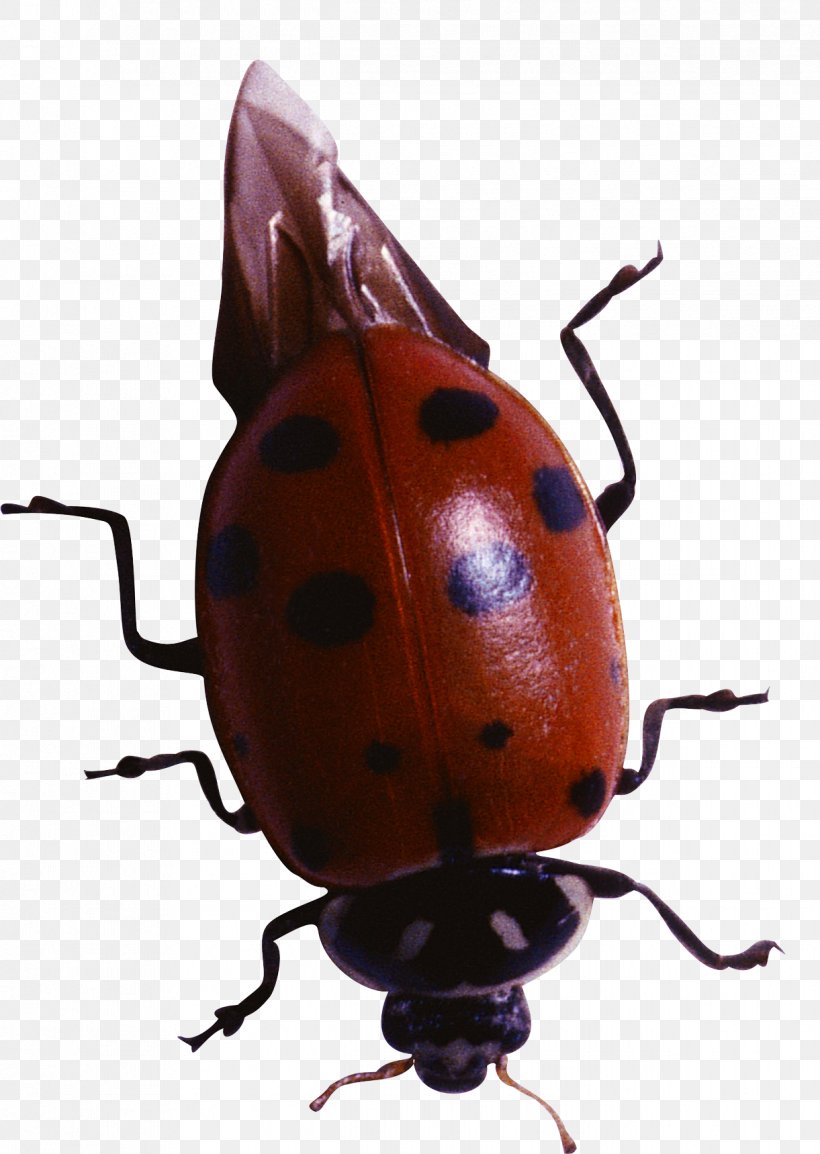 Beetle Coccinella Harlequin Ladybird Clip Art, PNG, 1221x1719px, Beetle, Animal, Arthropod, Caricature, Coccinella Download Free
