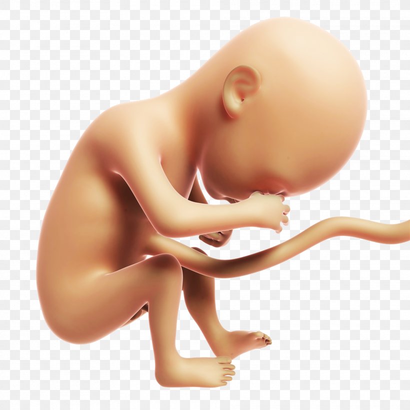 Fetus Stock Photography Month Prenatal Development Illustration, PNG, 1870x1870px, Watercolor, Cartoon, Flower, Frame, Heart Download Free