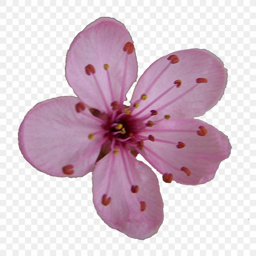 Cherry Blossom Drawing Clip Art, PNG, 1394x1394px, Cherry Blossom, Blossom, Cherry, Drawing, Flower Download Free