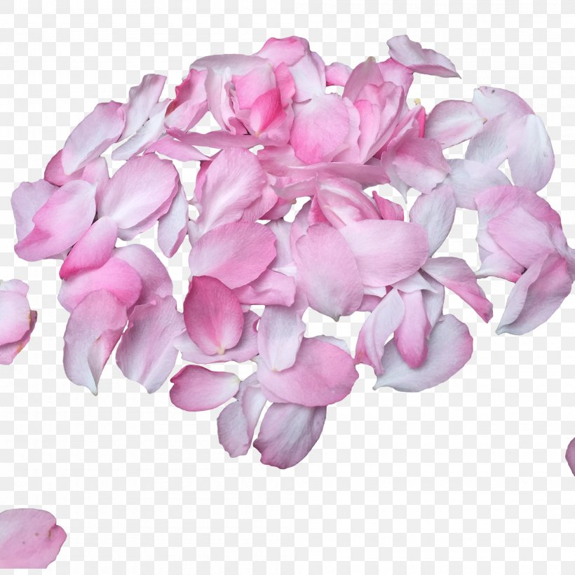 Birthday Petal, PNG, 2000x2000px, Birthday, Cherry Blossom, Cut Flowers, Designer, Floral Design Download Free