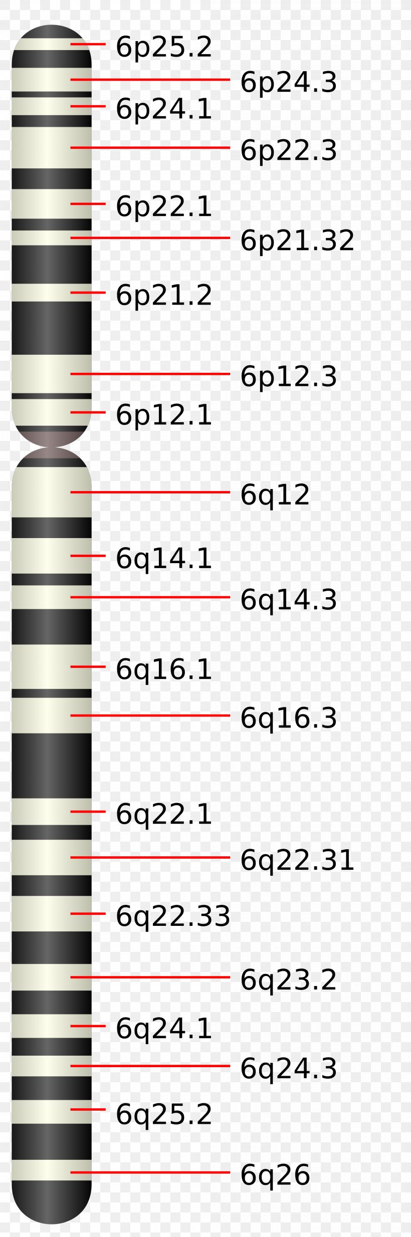 Chromosome 6 Chromosome 5 Chromosome 3 (human) Human Leukocyte Antigen, PNG, 2000x6023px, Chromosome, Area, Cell, Chromosome 3 Human, Chromosome 5 Download Free