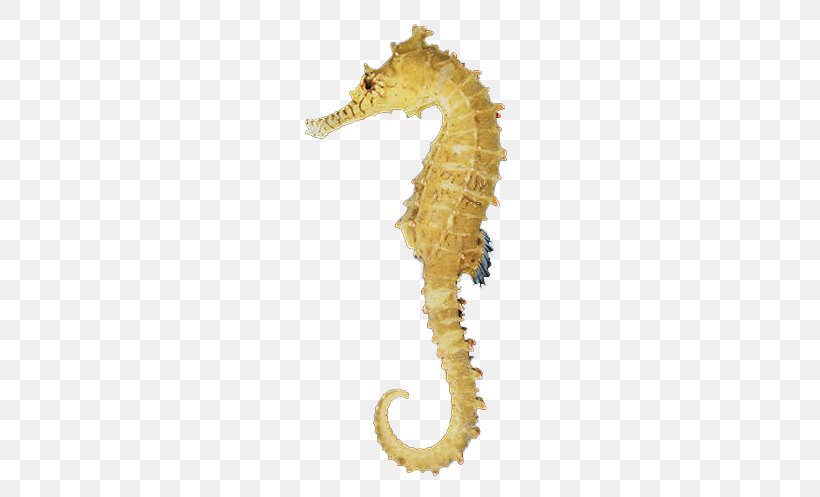 Desktop Wallpaper Zebra Seahorse Clip Art, PNG, 269x497px, Tiger Tail Seahorse, Fish, Hippocampus Kuda, Organism, Pygmy Seahorse Download Free