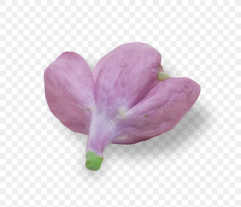 Petal Lilac, PNG, 800x704px, Petal, Flower, Lilac, Plant, Purple Download Free
