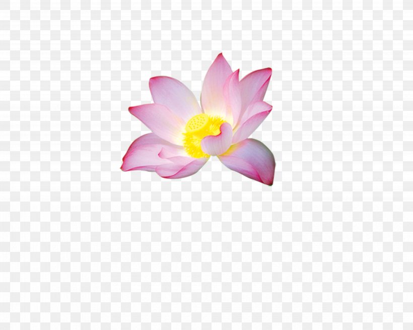 Petal Nelumbo Nucifera Flower, PNG, 4134x3307px, Petal, Aquatic Plant, Designer, Floral Design, Flower Download Free