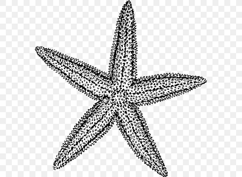 Starfish Drawing Clip Art, PNG, 586x600px, Starfish, Black And White, Body Jewelry, Color, Coloring Book Download Free