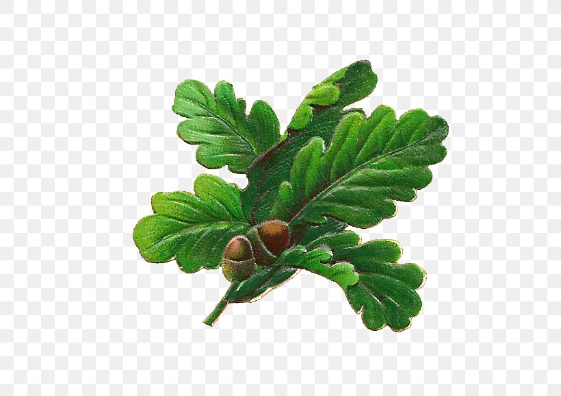 White Oak English Oak Quercus Nigra Acorn Leaf, PNG, 643x578px, White Oak, Acorn, Branch, Drawing, English Oak Download Free