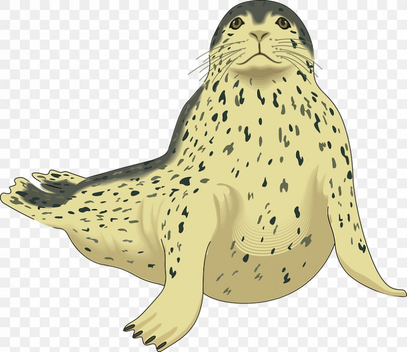 Earless Seal Sea Lion Harp Seal Leopard Seal Clip Art, PNG, 831x720px, Arctic, Art, Carnivoran, Drawing, Elephant Seal Download Free
