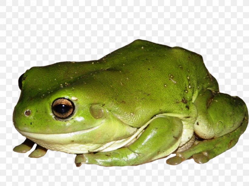American Bullfrog Australian Green Tree Frog True Frog, PNG, 827x620px, American Bullfrog, American Green Tree Frog, Amphibian, Australian Green Tree Frog, Bullfrog Download Free