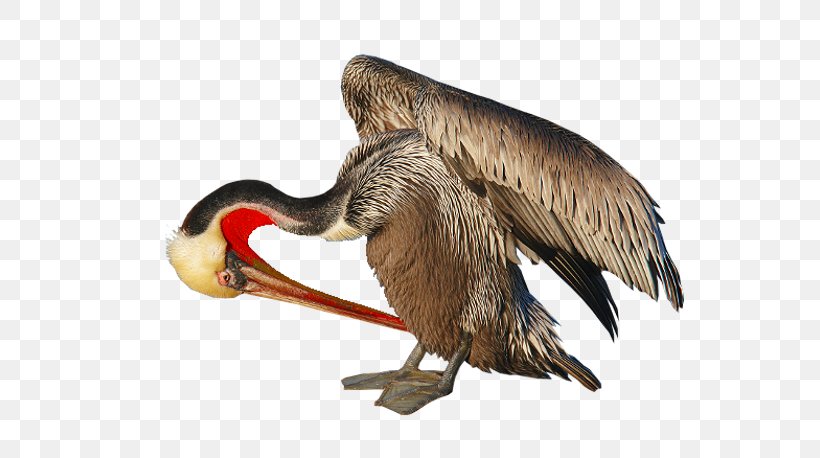Beak Goose Cygnini Duck Anatidae, PNG, 600x458px, Beak, Anatidae, Bird, Cygnini, Duck Download Free