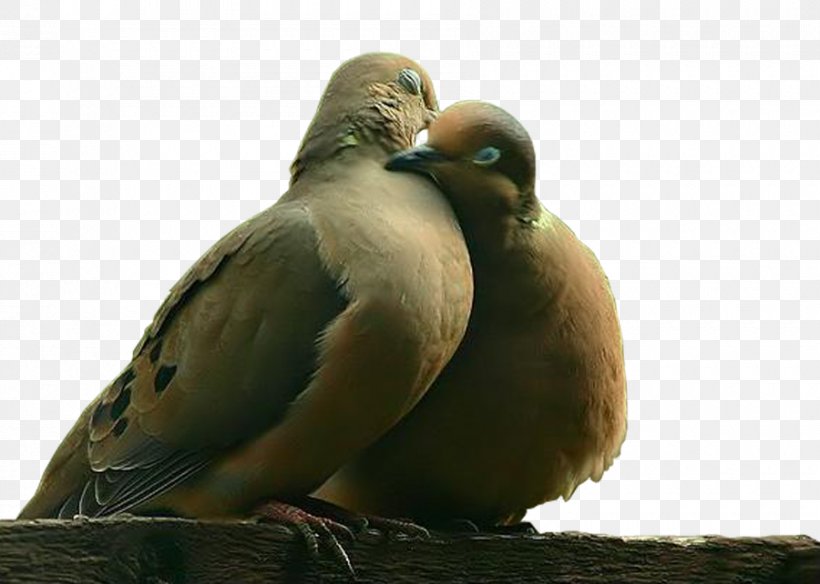 Bird Domestic Pigeon Owl Clip Art, PNG, 900x642px, Bird, Beak, Columbidae, Domestic Pigeon, Duck Download Free