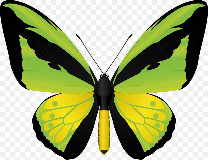 Butterfly Birdwing, PNG, 3807x2926px, Butterfly, Animation, Art, Arthropod, Birdwing Download Free