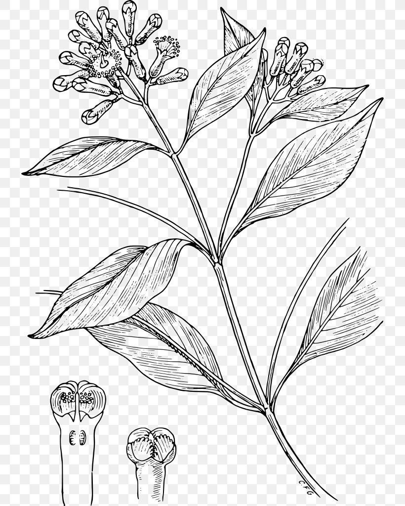 Clove Spice Condiment Drawing Line Art, PNG, 734x1024px, Clove, Black And White, Branch, Condiment, Drawing Download Free