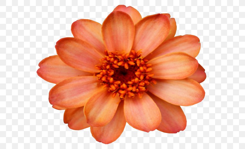 Flower Orange Desktop Wallpaper Clip Art, PNG, 600x500px, Flower, Chrysanthemum, Chrysanths, Color, Cut Flowers Download Free