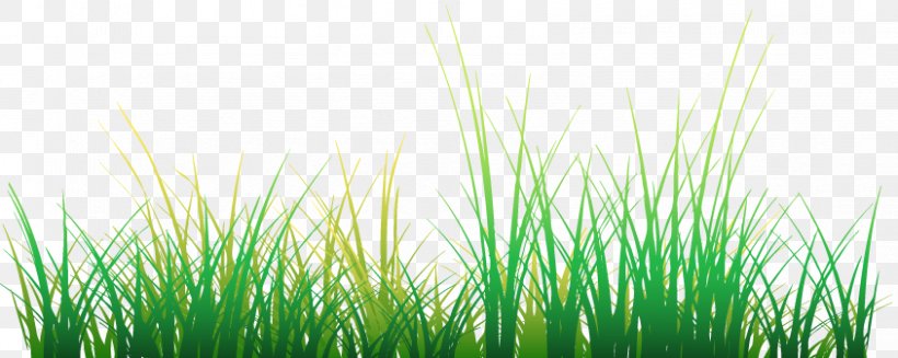Adobe Flash Player Lawn Clip Art, PNG, 844x337px, Adobe Flash, Adobe Flash Player, Adobe Systems, Chrysopogon Zizanioides, Grass Download Free