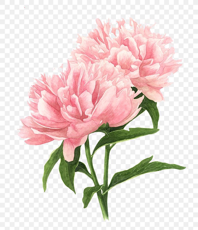 Flower Drawings Tree Peony Watercolor Painting, PNG, 750x953px, Drawing, Annual Plant, Art, Botanical Illustration, Botany Download Free