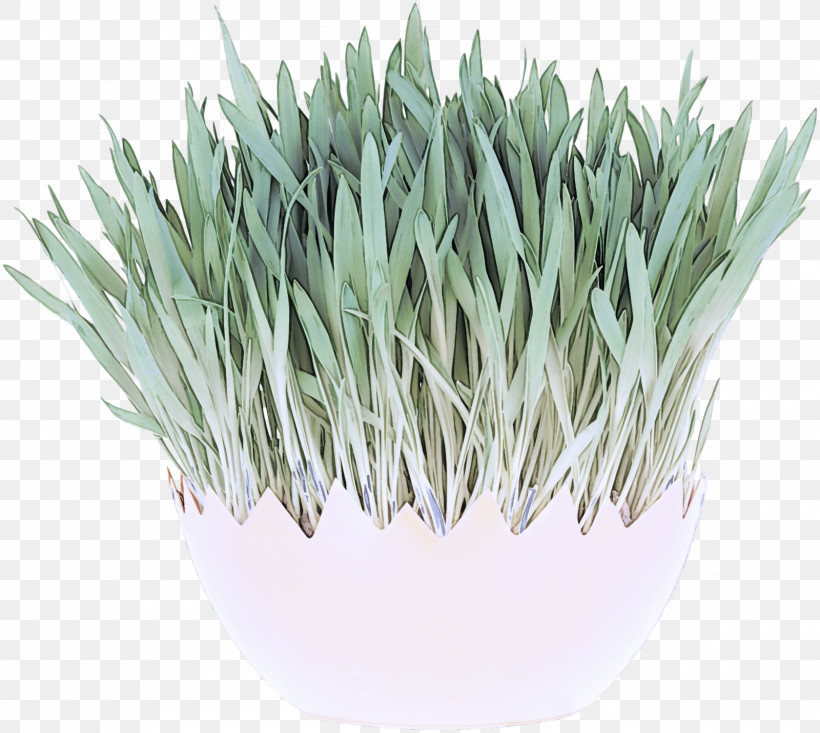 Grasses Welsh Onion Flowerpot Commodity Herb, PNG, 1600x1432px, Grasses, Commodity, Flowerpot, Herb, Welsh Onion Download Free