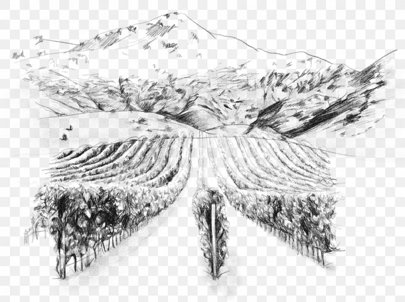 Two Paddocks Pinot Noir Wine Gibbston, New Zealand Sketch, PNG, 1417x1061px, Two Paddocks, Artwork, Black And White, Central Otago, Common Grape Vine Download Free