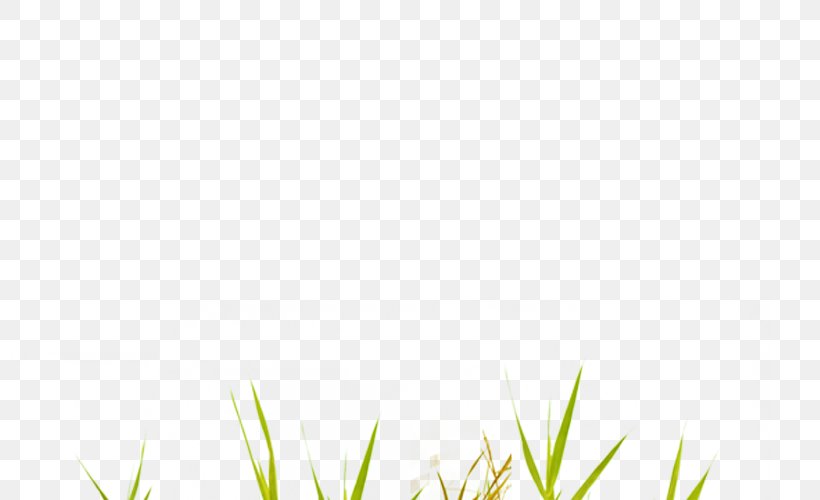 Area Pattern, PNG, 800x500px, Area, Grass, Green, Rectangle, Symmetry Download Free