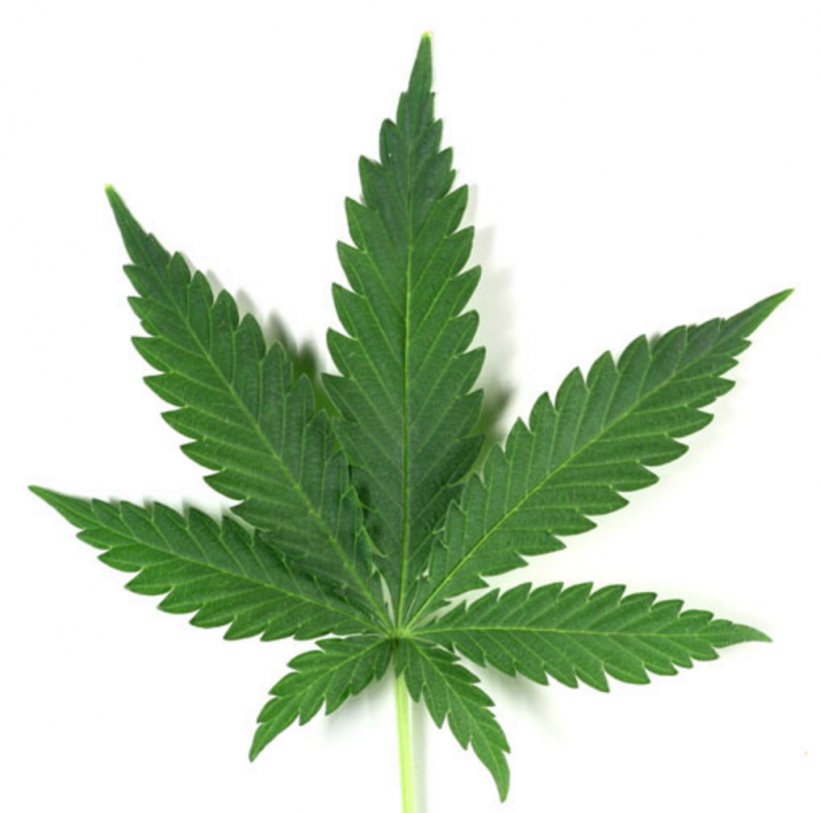 Cannabis Cup Cannabis Sativa Medical Cannabis, PNG, 1016x1008px, Cannabis Cup, Cannabis, Cannabis Cultivation, Cannabis Sativa, Drug Download Free