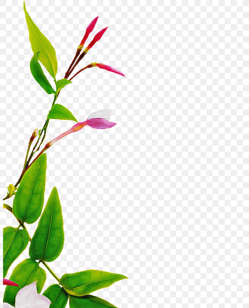 Flower Plant Leaf Branch Plant Stem, PNG, 800x1015px, Flower, Branch, Bud, Leaf, Pedicel Download Free