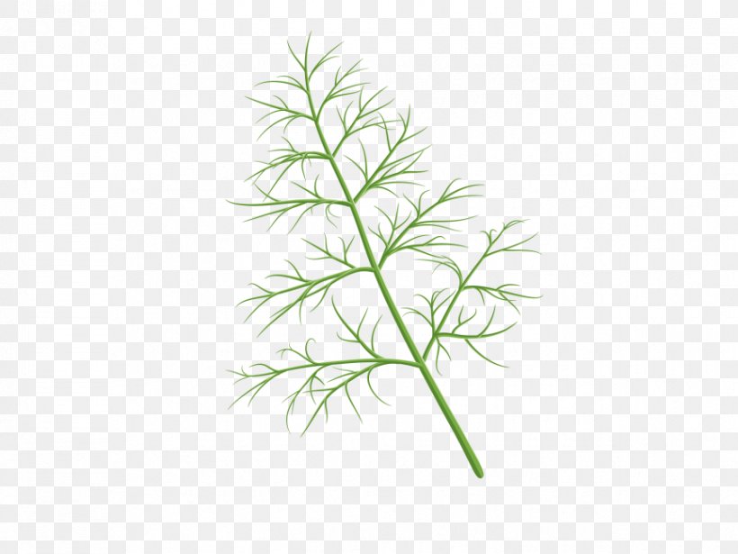 Herb Vector Graphics Illustration Image, PNG, 866x650px, Herb, American Larch, Dill, Fines Herbes, Flower Download Free