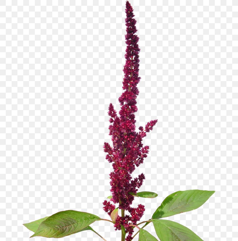 Red Amaranth Love-Lies-Bleeding Amaranthaceae Amaranthus Spinosus Stock Photography, PNG, 666x832px, Loveliesbleeding, Amaranth, Amaranth Family, Amaranthaceae, Amaranthus Dubius Download Free