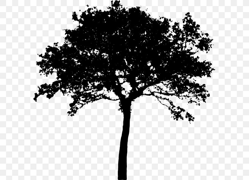 Tree Silhouette Clip Art, PNG, 600x594px, Tree, Art, Black And White, Branch, Drawing Download Free