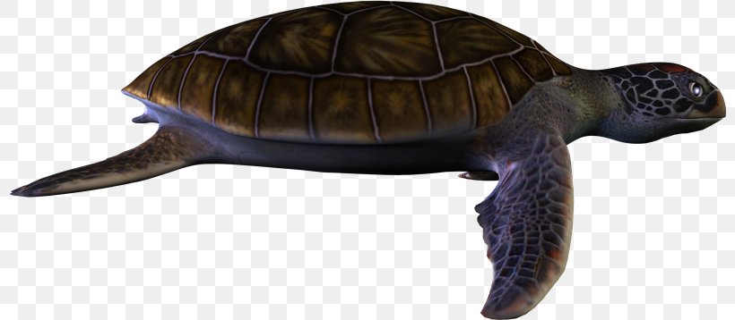 Box Turtles Tortoise Common Snapping Turtle, PNG, 800x358px, Box Turtles, Animal, Animal Figure, Box Turtle, Cheloniidae Download Free