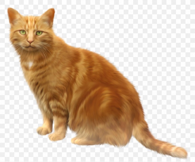 Cat Kitten Clip Art, PNG, 1253x1042px, Cat, American Wirehair, Animation, Asian, Asian Semi Longhair Download Free