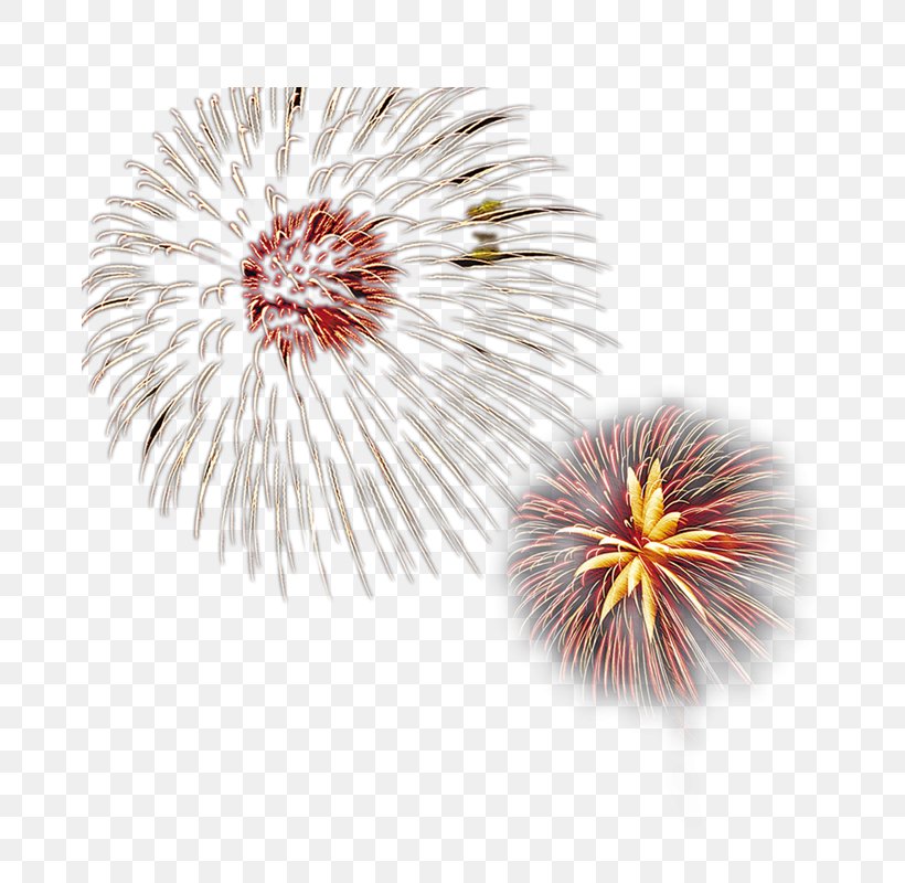 Fireworks Firecracker, PNG, 800x800px, Fireworks, Fire, Firecracker, Flower, Flowering Plant Download Free
