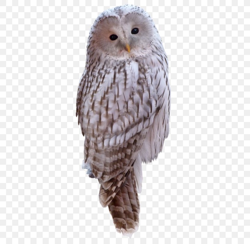 Great Grey Owl Clip Art, PNG, 361x800px, Great Grey Owl, Animal, Beak, Bird, Bird Of Prey Download Free