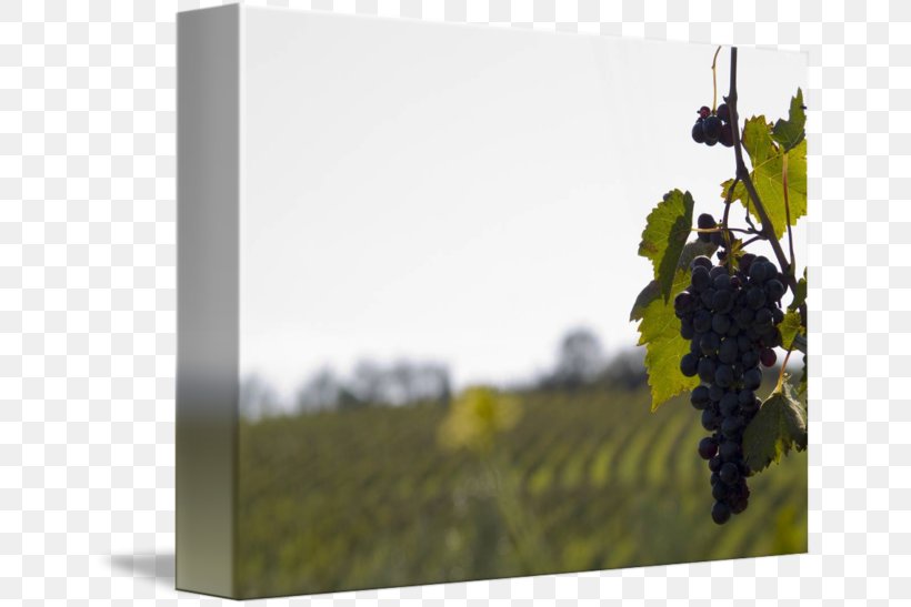 Common Grape Vine Wine Gallery Wrap Canvas, PNG, 650x547px, Grape, Art, Canvas, Common Grape Vine, Gallery Wrap Download Free