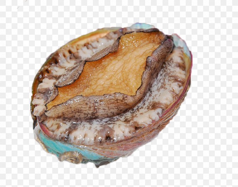 Dalian Seafood Speciality Haliotis Diversicolor Buddha Jumps Over The Wall Sea Cucumber As Food, PNG, 853x673px, Seafood, Abalone, Animal Source Foods, Buddha Jumps Over The Wall, Catty Download Free